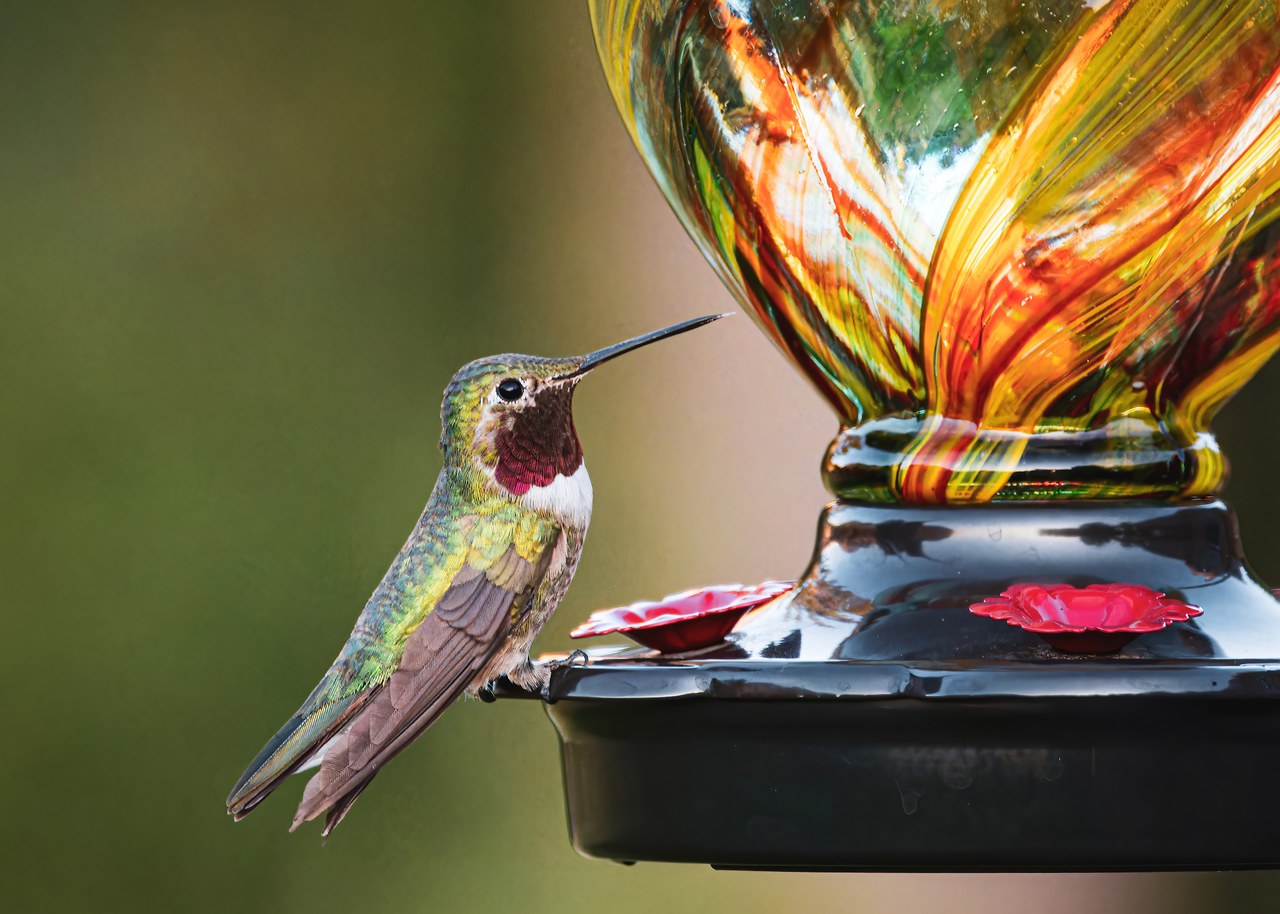 Hummingbird hovering at a backyard feeder