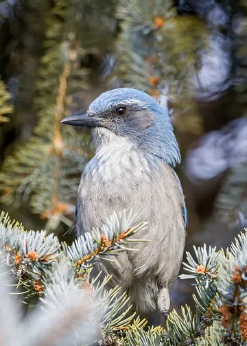 Scrub Jay perched in a backyard tree