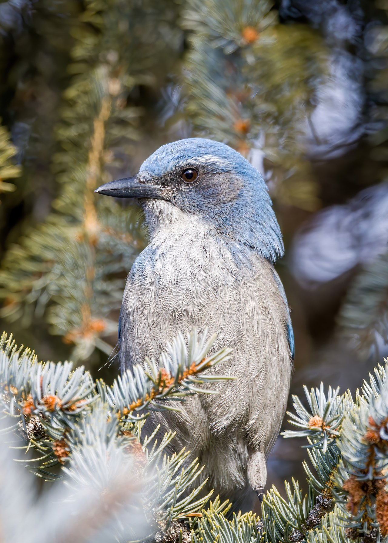 Scrub Jay perched in a backyard tree