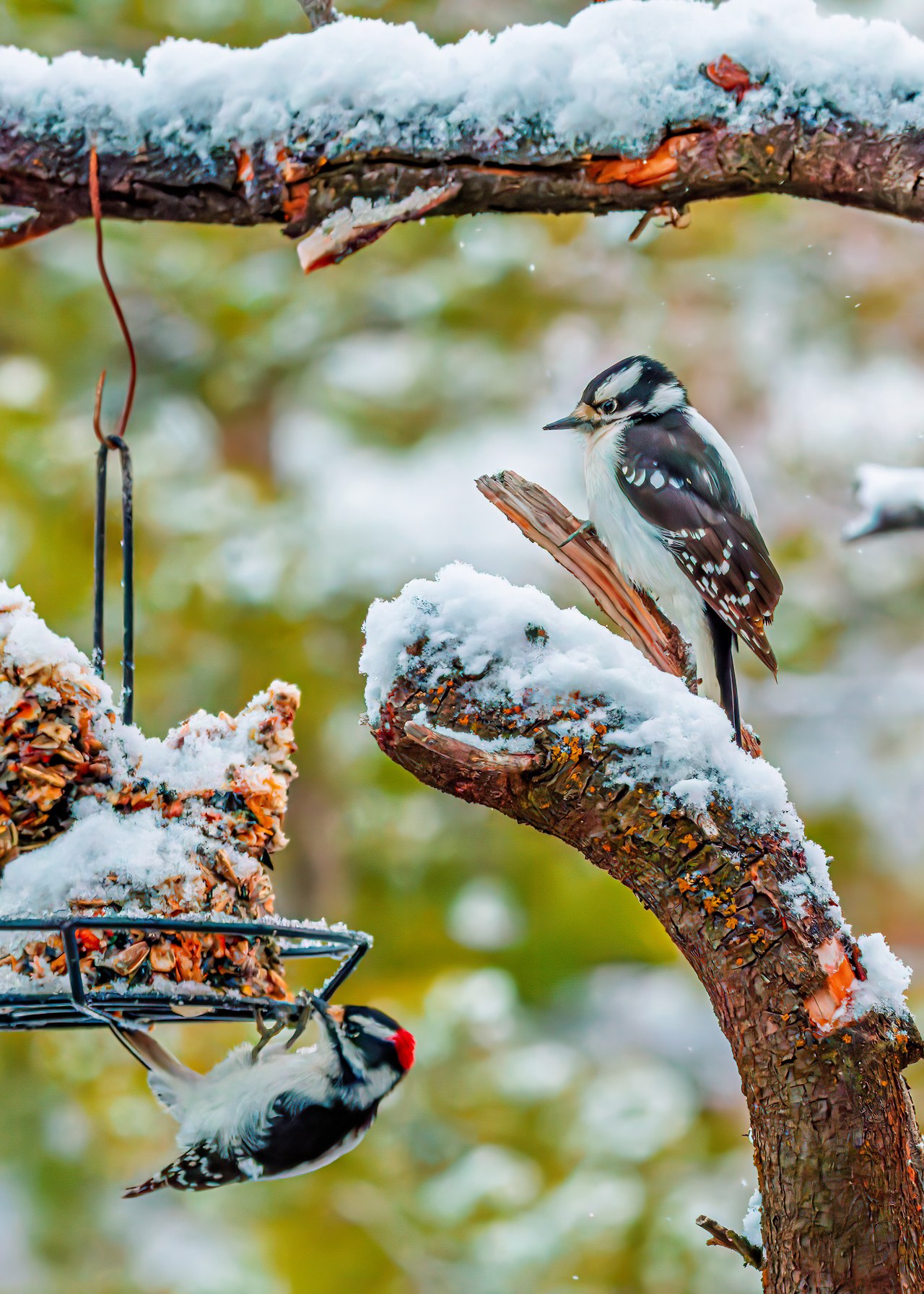 Downy Woodpecker couple feeding at a log feeder in winter