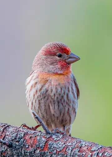 House Finch perched in backyard