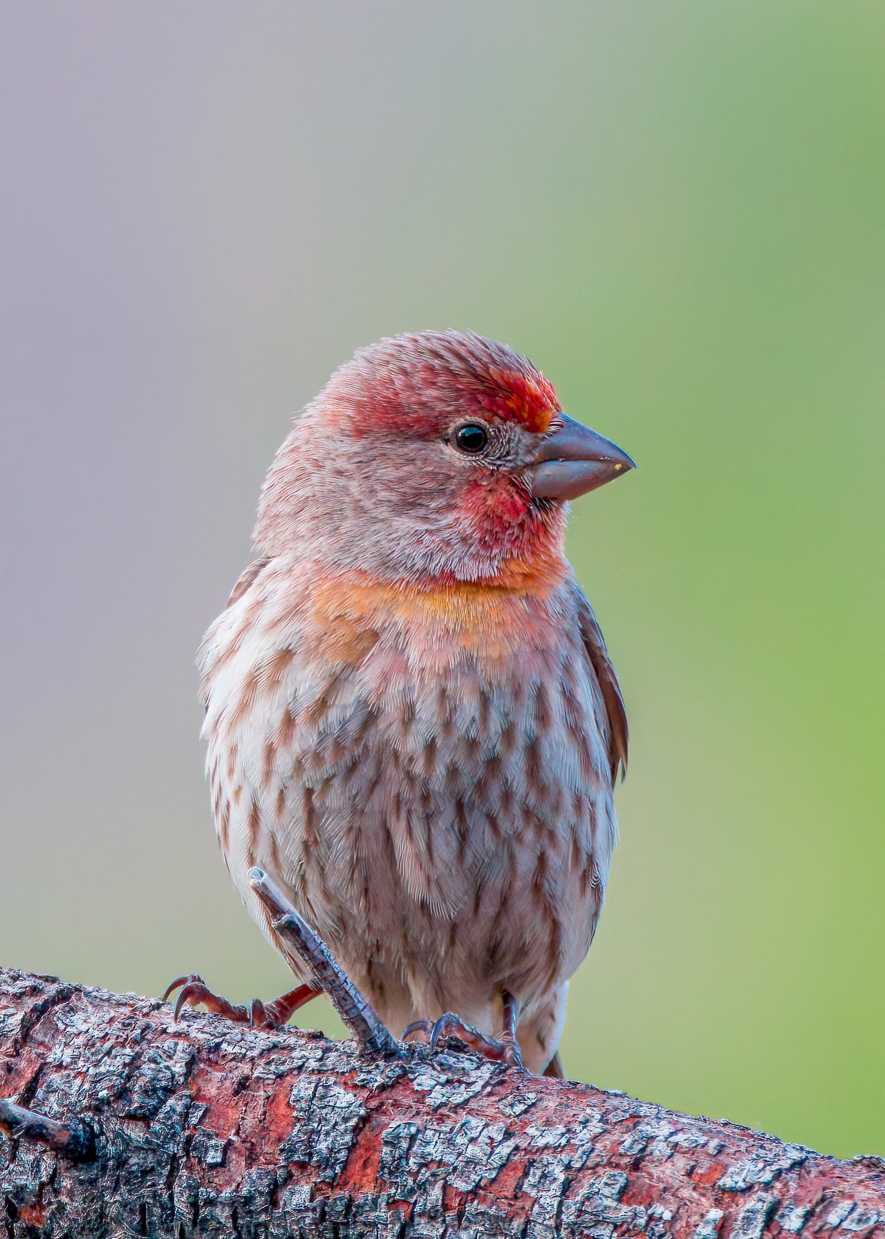 House Finch perched in backyard