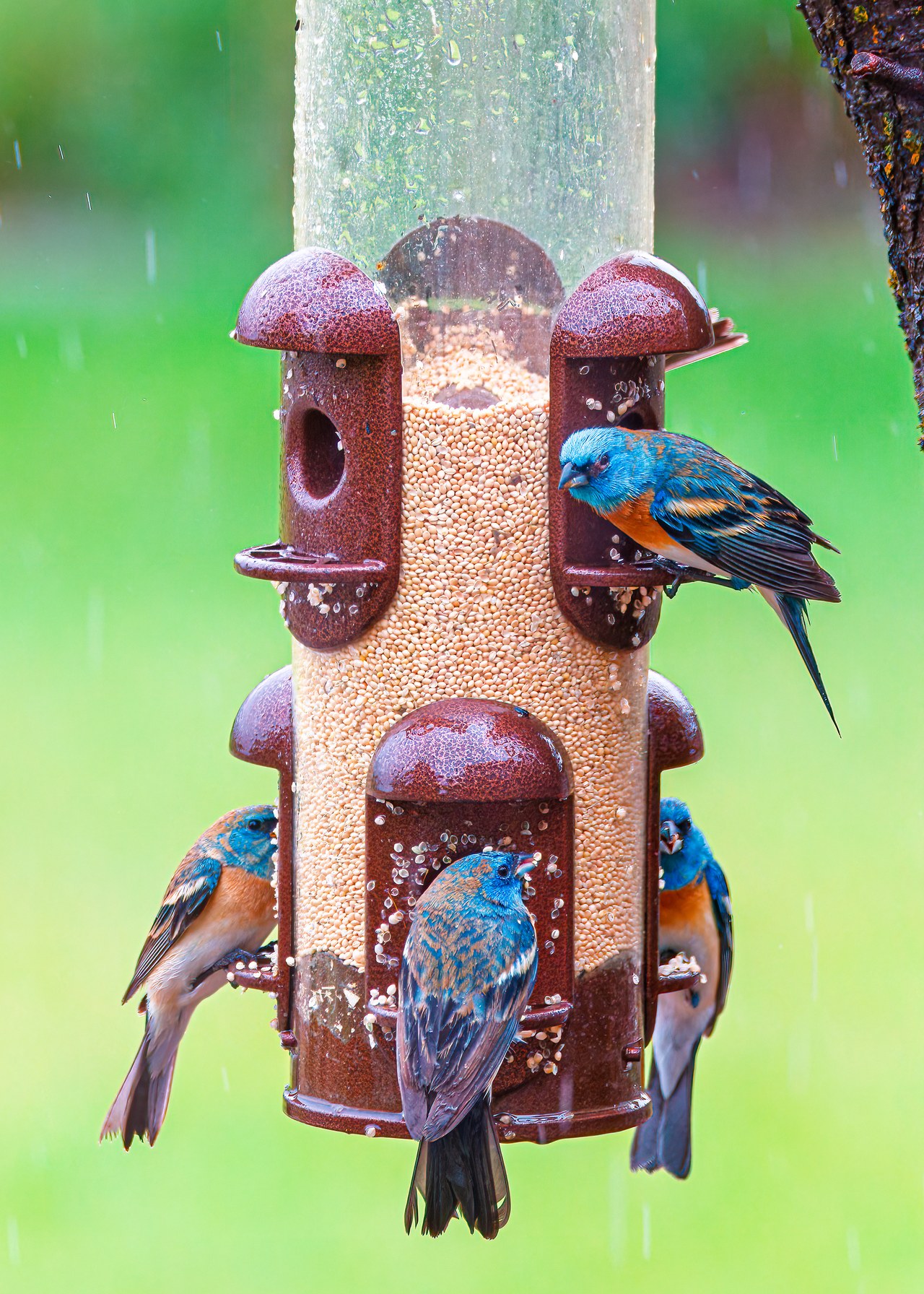 Lazuli Buntings feeding on a backyard millet feeder