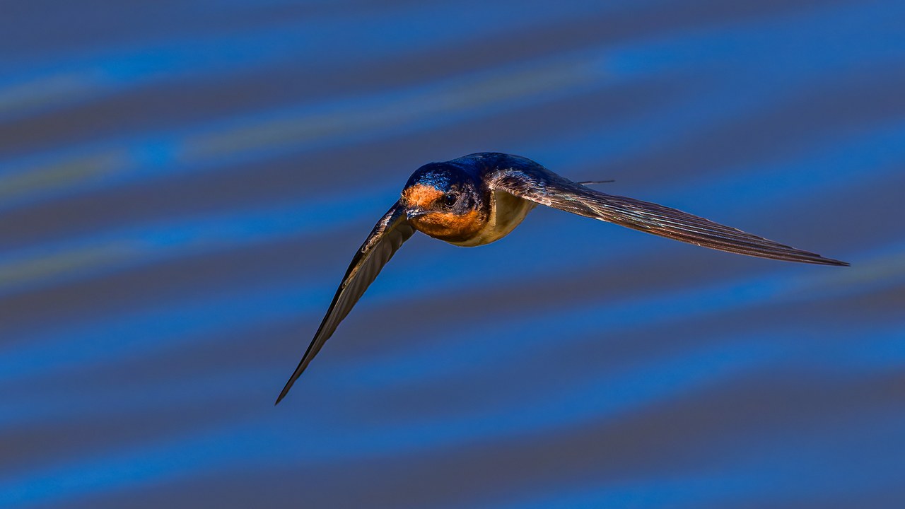 Barn Swallow flying low over blue water, photographed with the Canon R5 II.