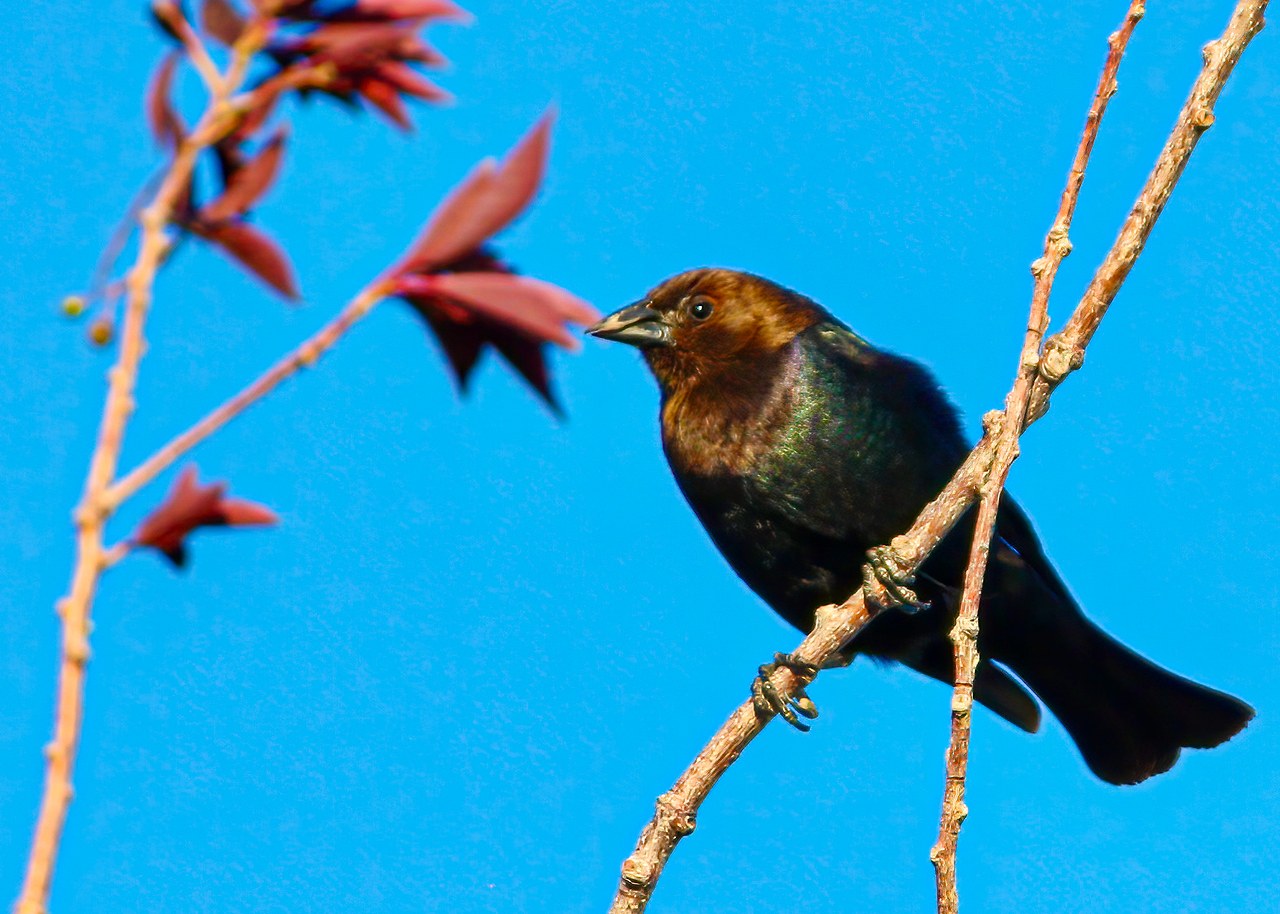 Brown-headed Cowbird photographed with a Canon Rebel XSi and EF-S 55–250mm lens, showing what an older camera can still accomplish.