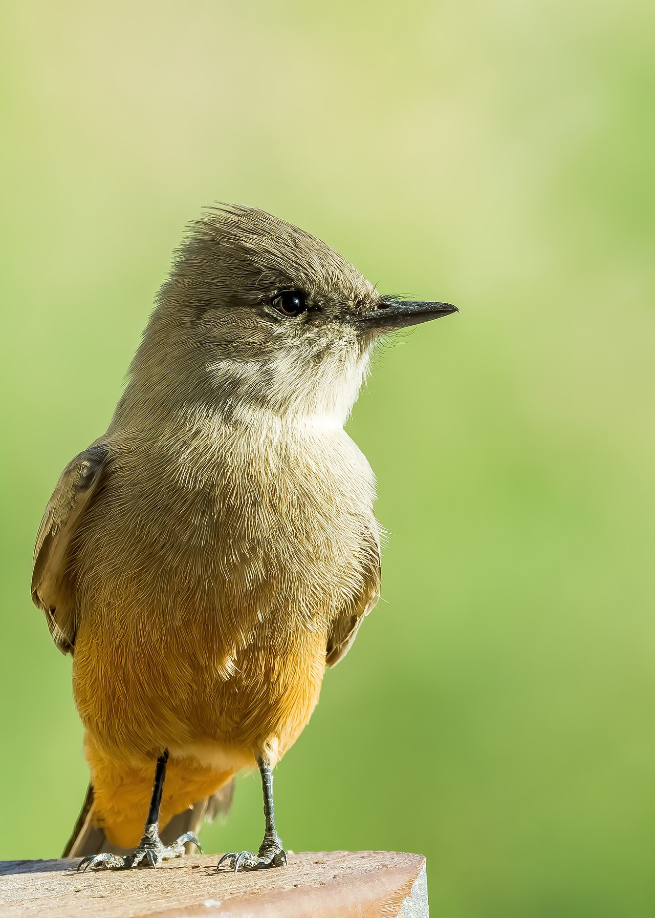 Close portrait of a Say's Phoebe showing fine feather detail, photographed with the Canon RF 100–500mm lens.