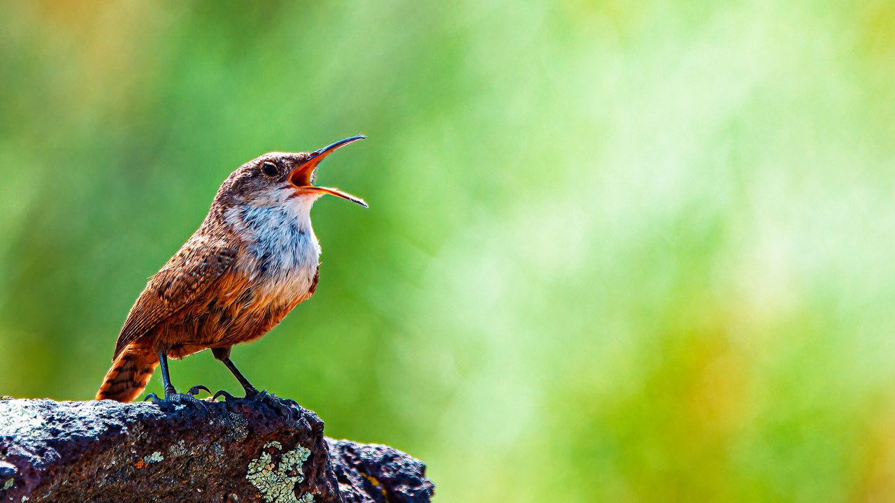 Canyon Wren singing from a rock with a soft green background.
