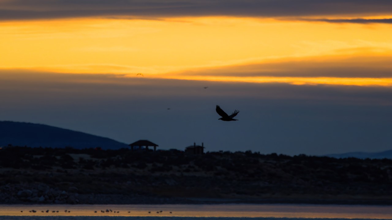 Birds silhouetted in flight over water at dusk with fading light on the horizon