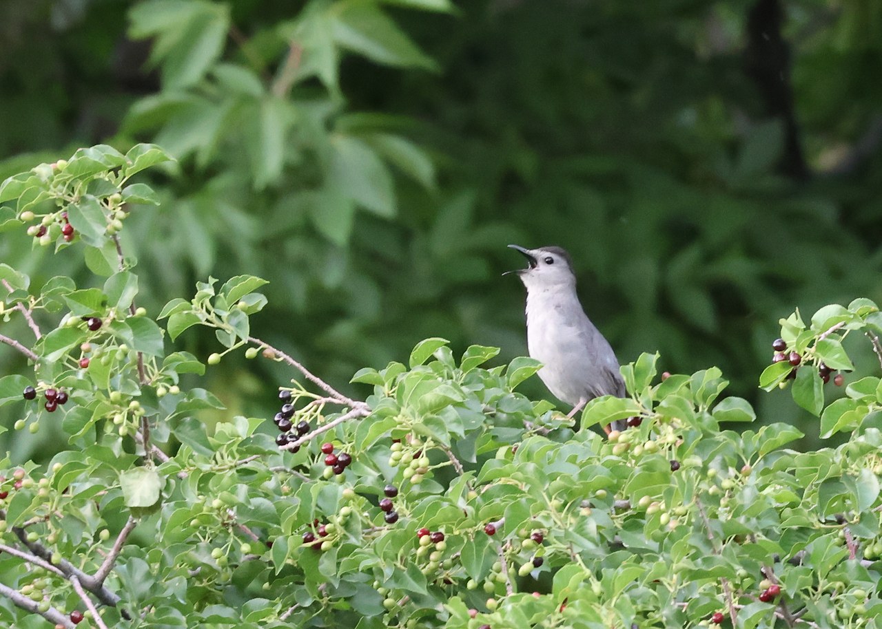Gray Catbird singing from dense foliage with its bill open