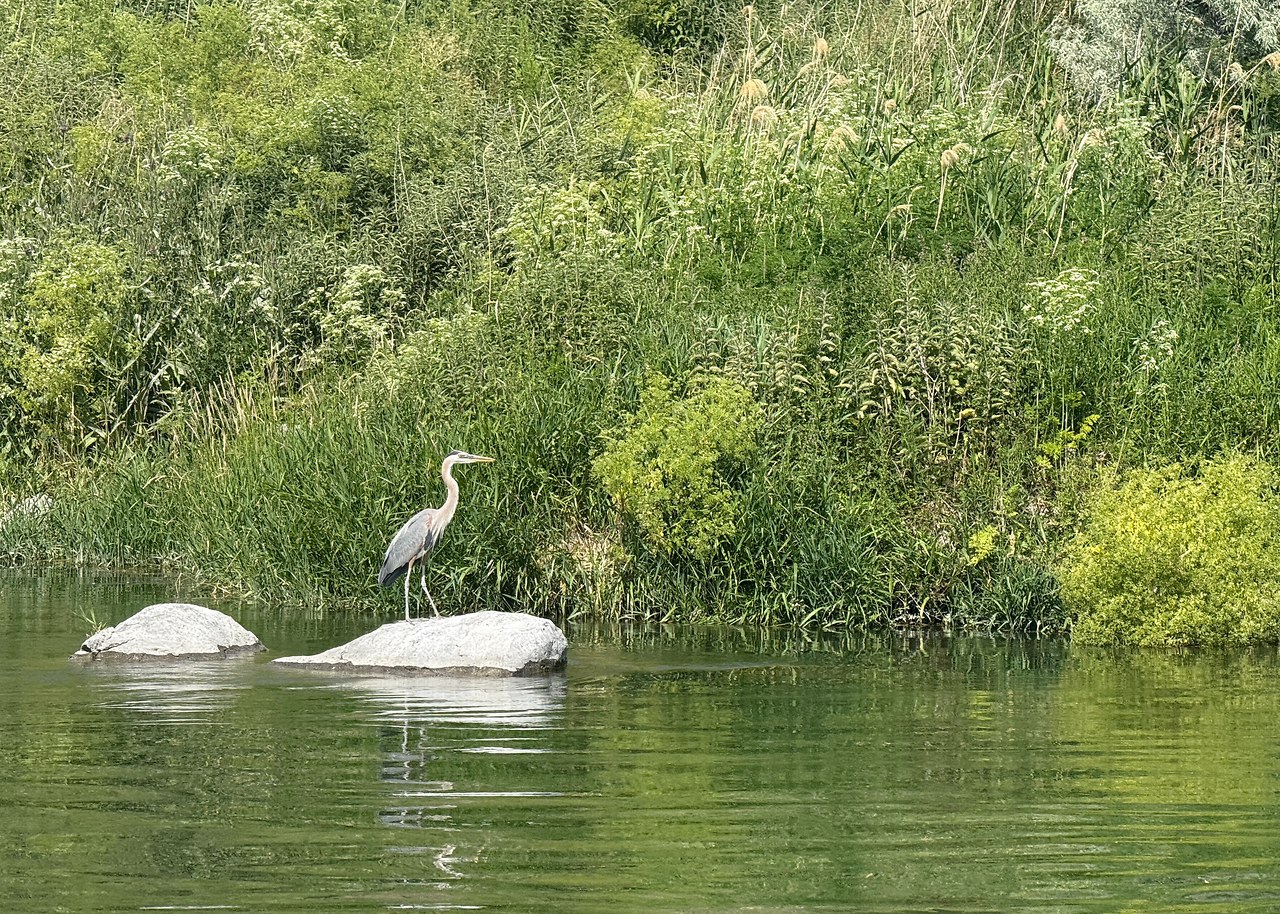 Great Blue Heron standing on a rock along the Snake River during a rafting trip