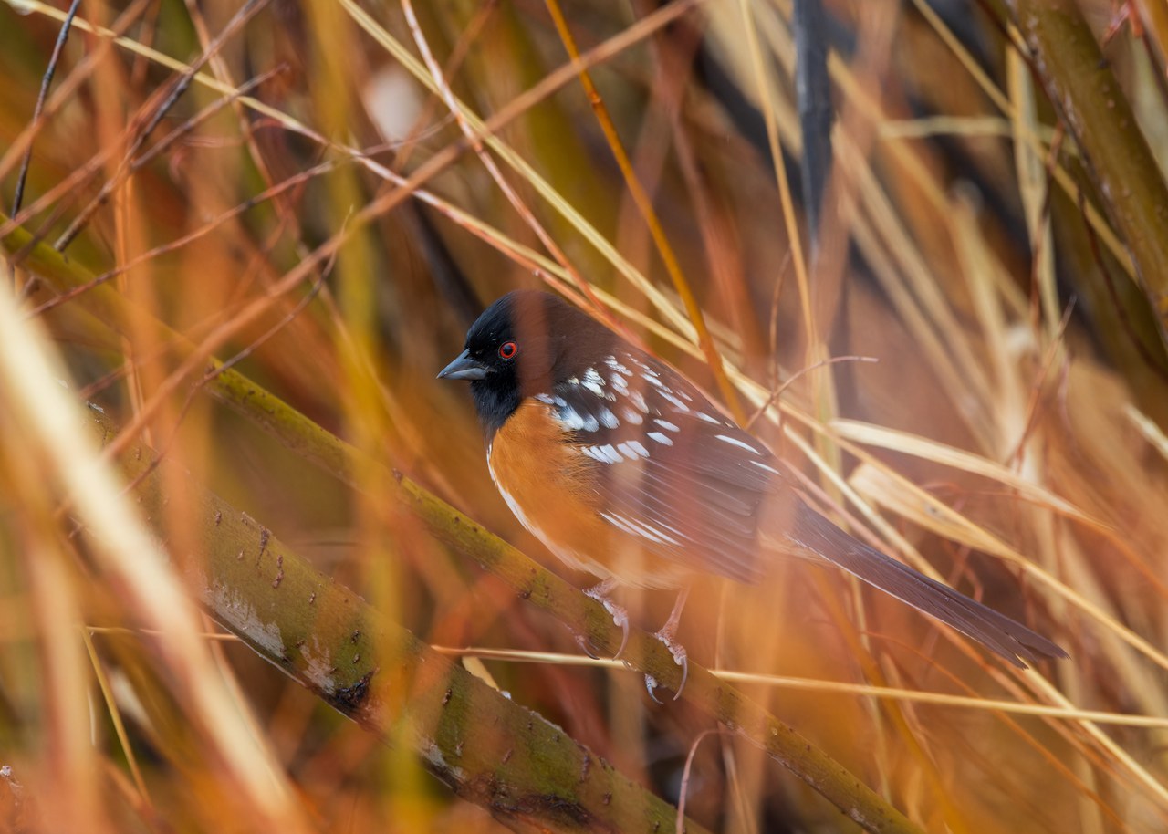 Spotted Towhee partially hidden in brush, calling from dense vegetation