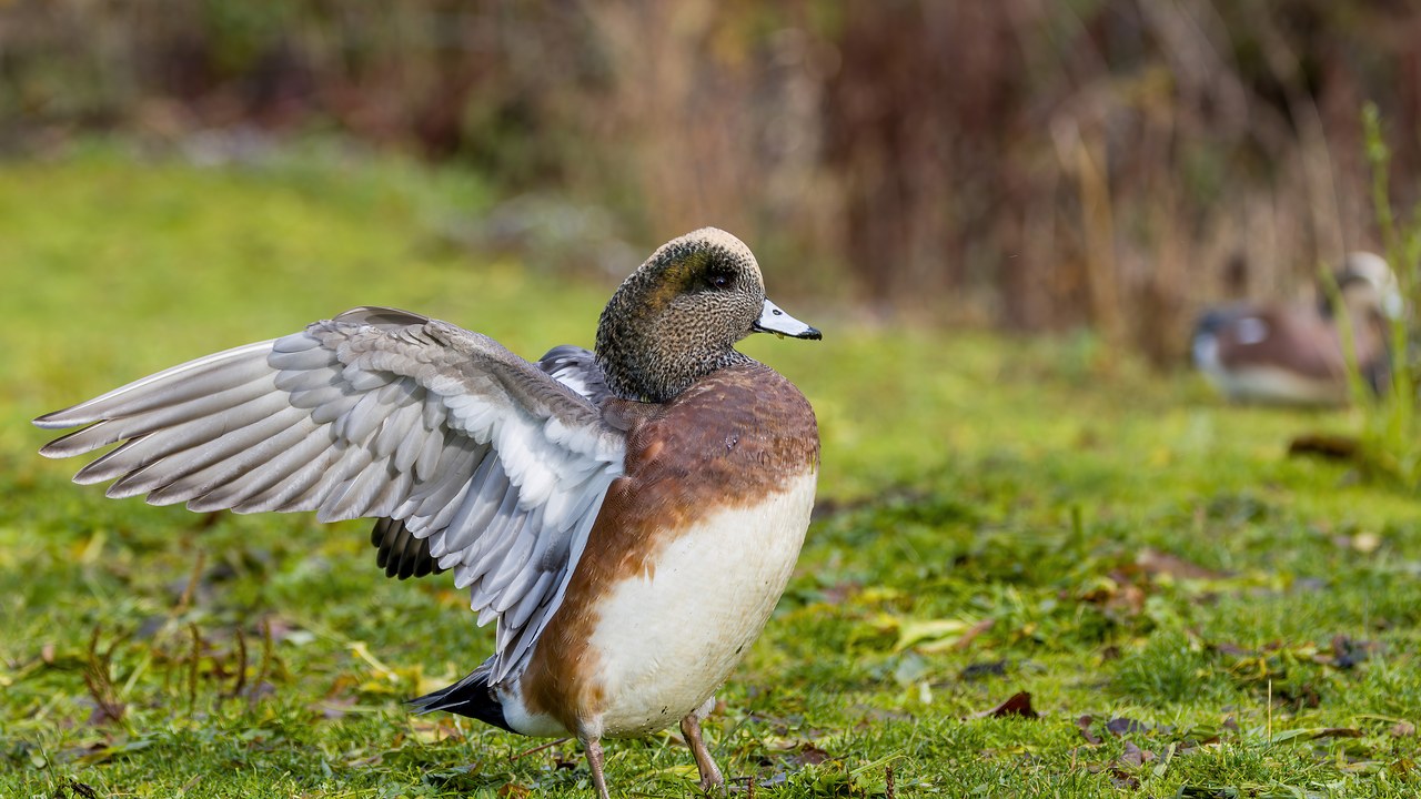 American Wigeon standing in shallow wetland habitat