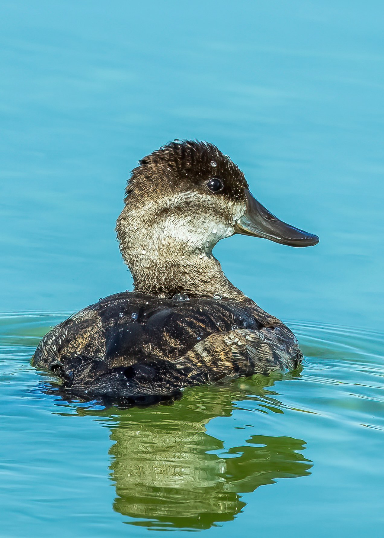 Ruddy Duck swimming in restored wetland habitat at Henderson Bird Viewing Preserve, Nevada