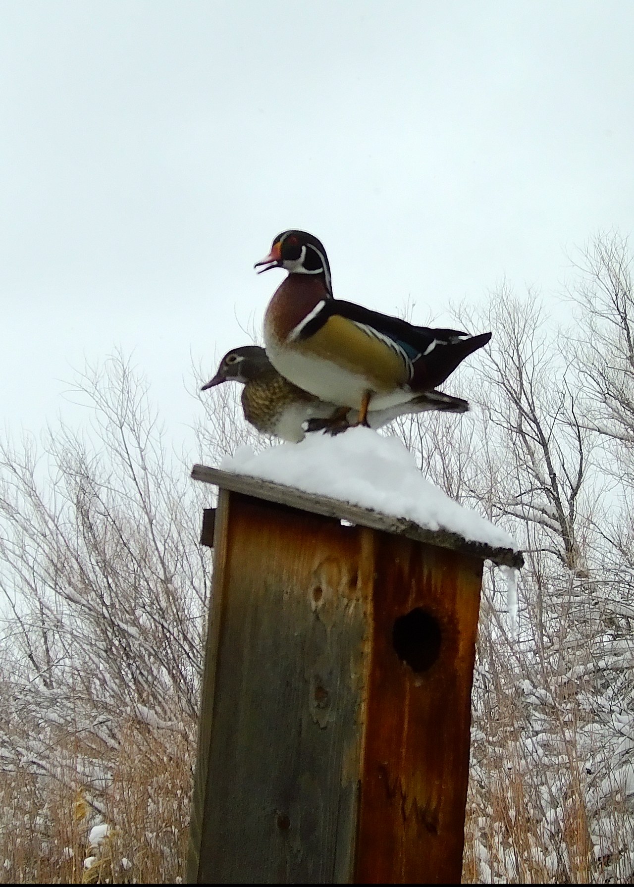 Wood ducks using a conservation nest box installed above water
