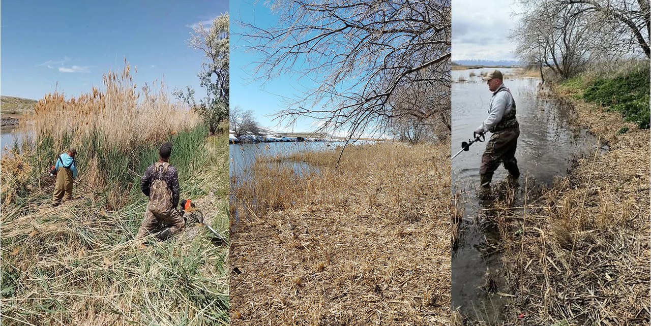 Before during and after wetland restoration showing invasive reeds removal and improved habitat