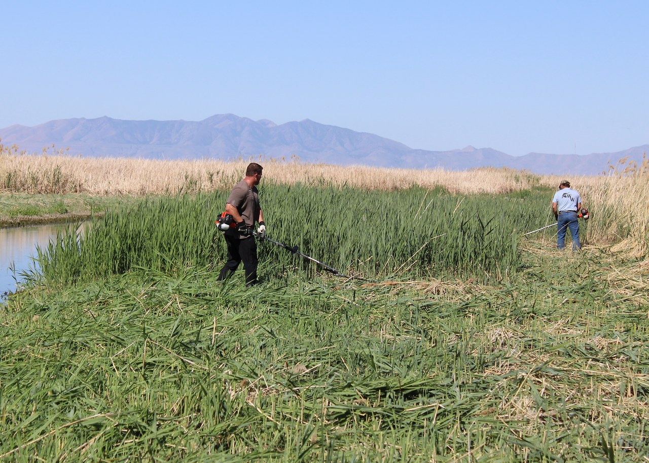 Volunteers removing invasive phragmites in a Utah wetland restoration project