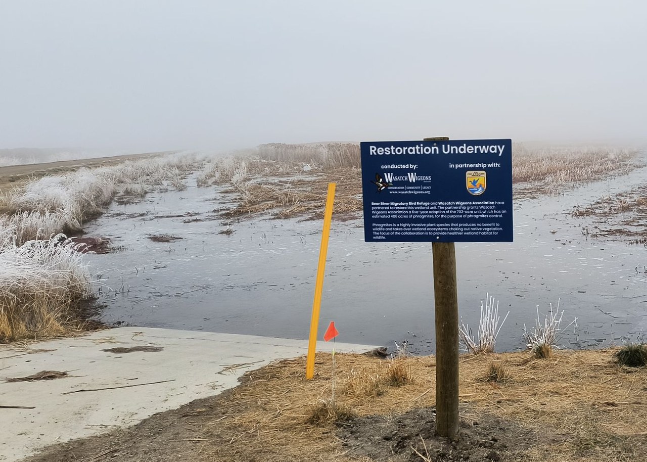 Sign marking an active wetland restoration project conducted by Wasatch Wigeons