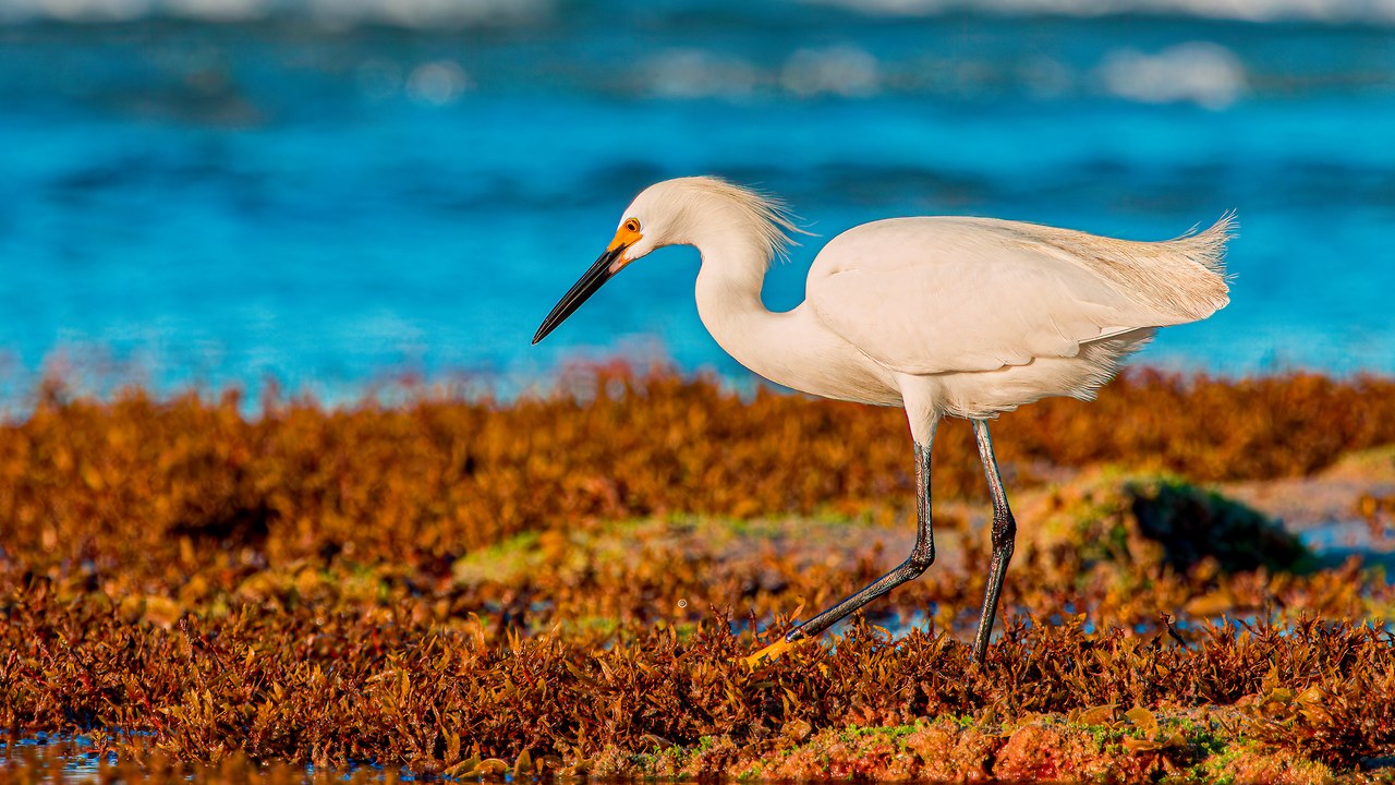 Snowy Egret stalking slowly through a shallow tide pool, focused on hunting prey