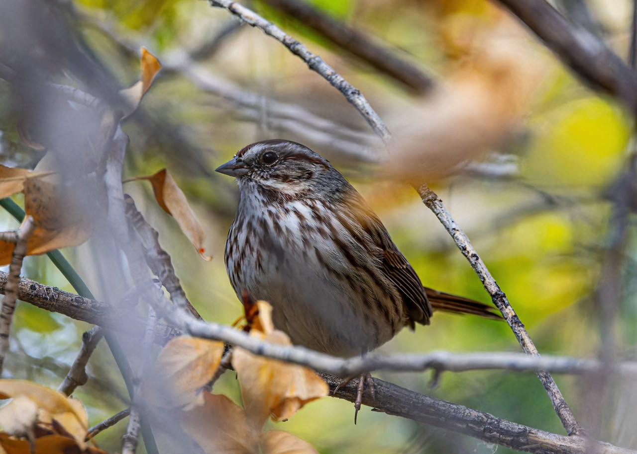 Song Sparrow partially hidden among branches and leaves, blending into its surroundings
