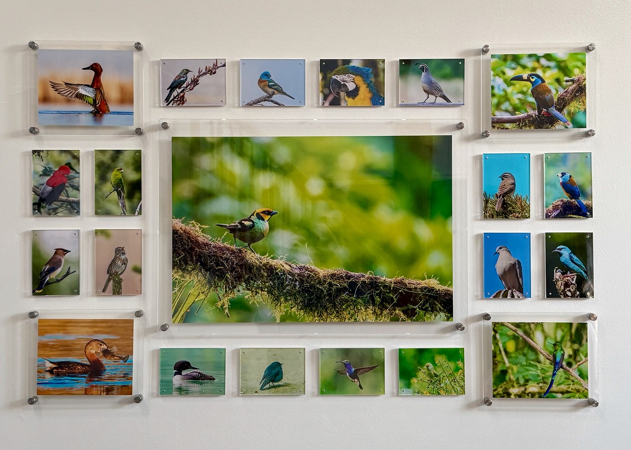Completed floating acrylic bird photography gallery wall with center hero print and surrounding frames