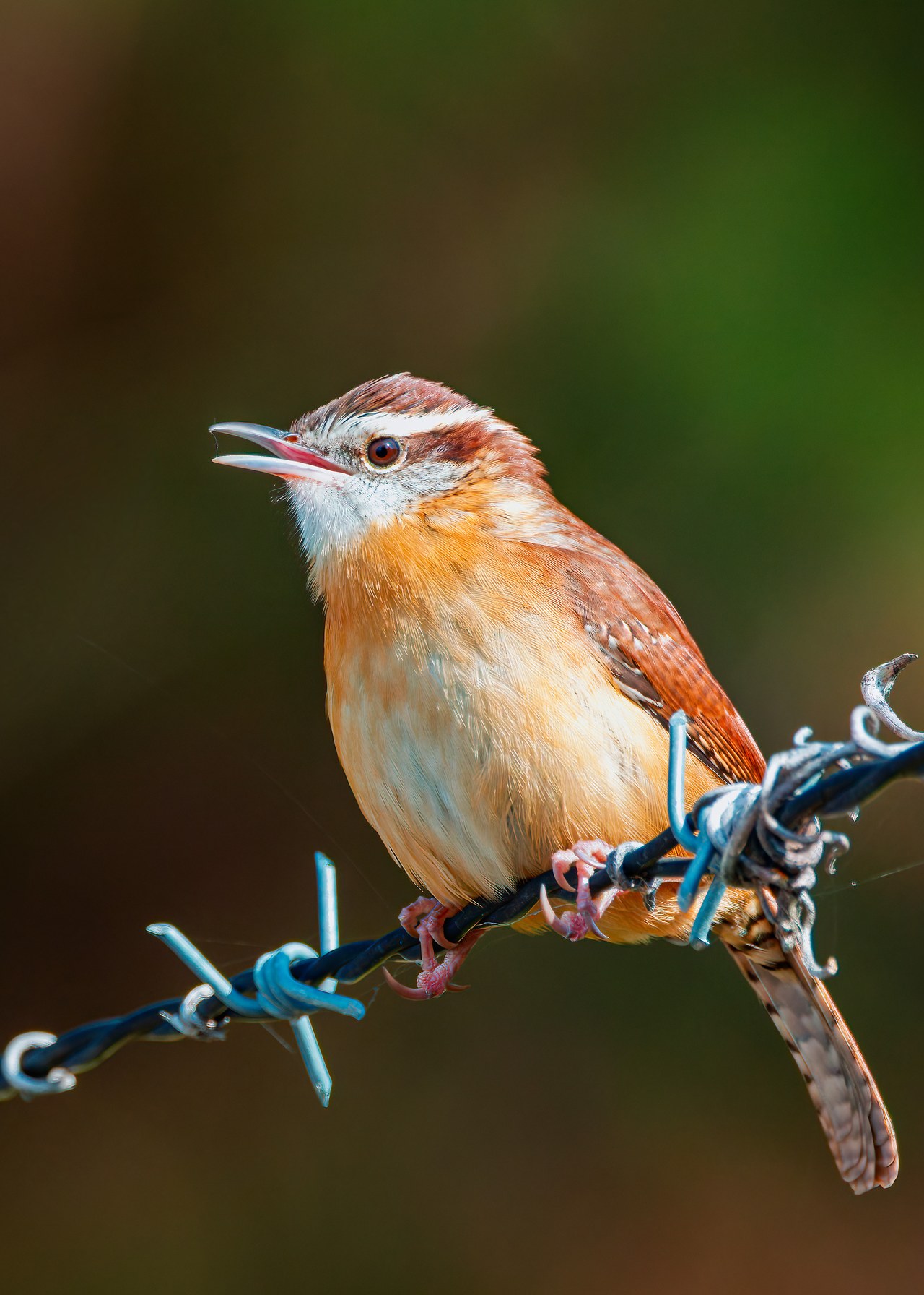 Carolina Wren perched on barbed wire in Dallas, Texas with warm natural background