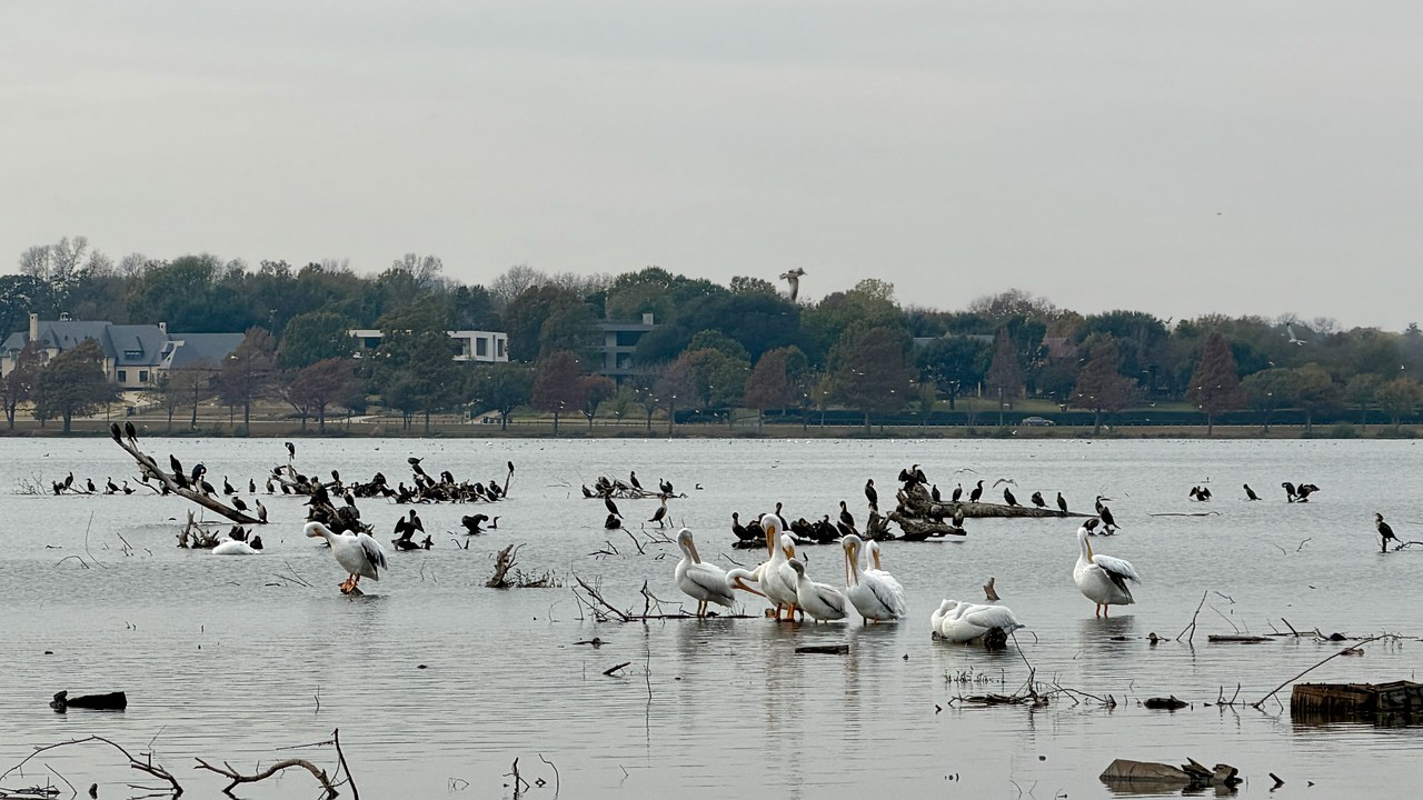 Small park pond with trees and shoreline habitat, a typical local birding spot