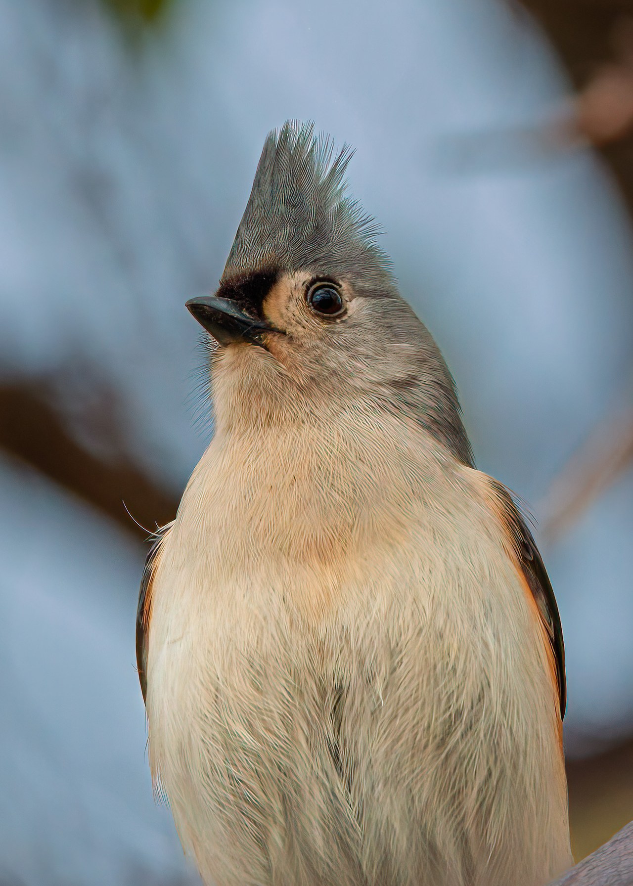 Close-up of a Tufted Titmouse perched with soft background, photographed in Dallas, Texas