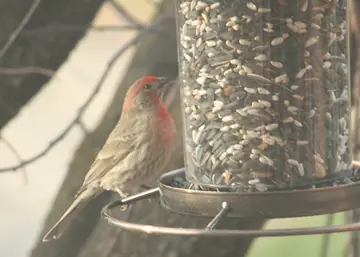 House Finch — our first feeder visitor