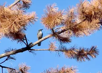 Woodhouse’s Scrub-Jay — my first bird photo