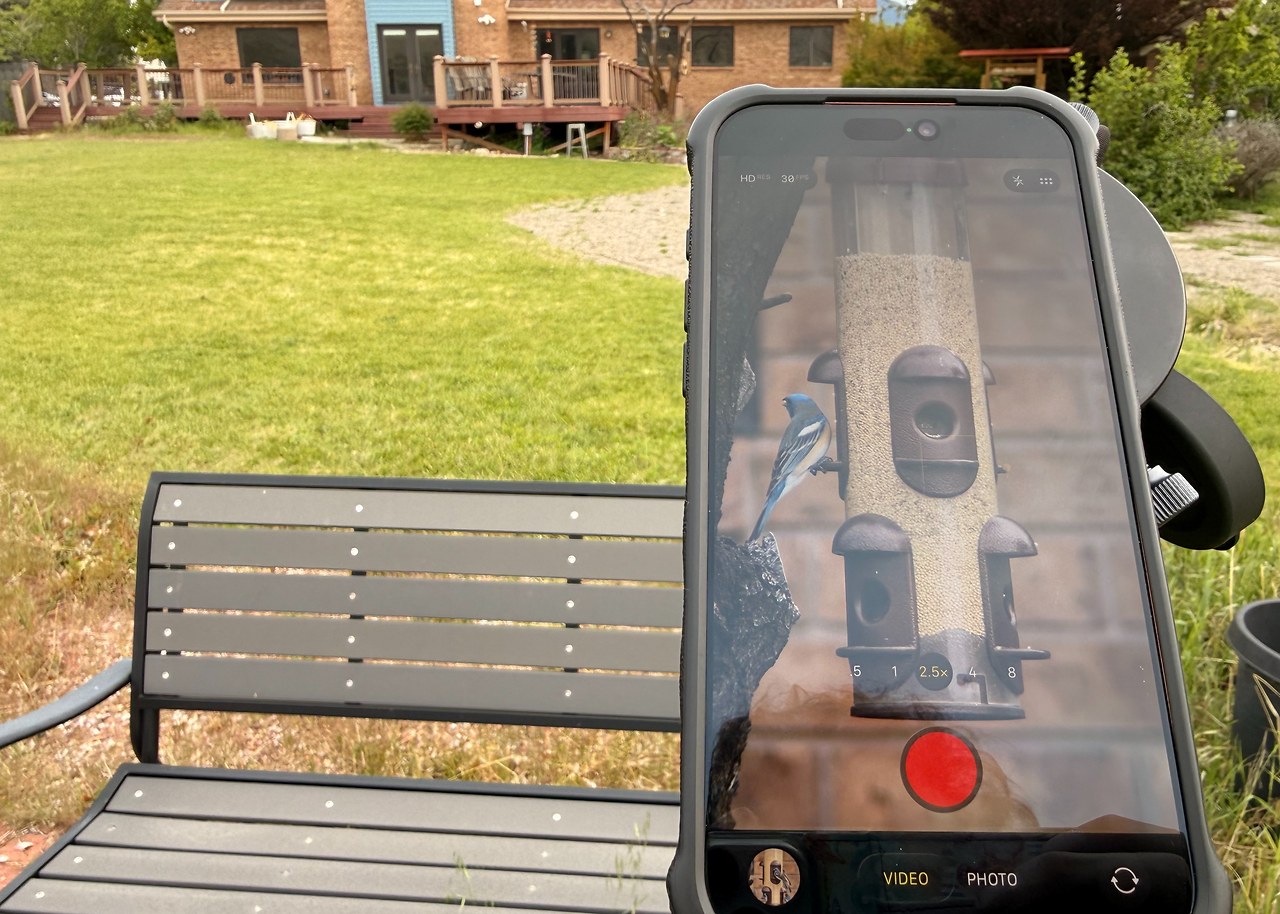 iPhone mounted to a spotting scope showing a live view of a lazuli bunting on a backyard feeder
