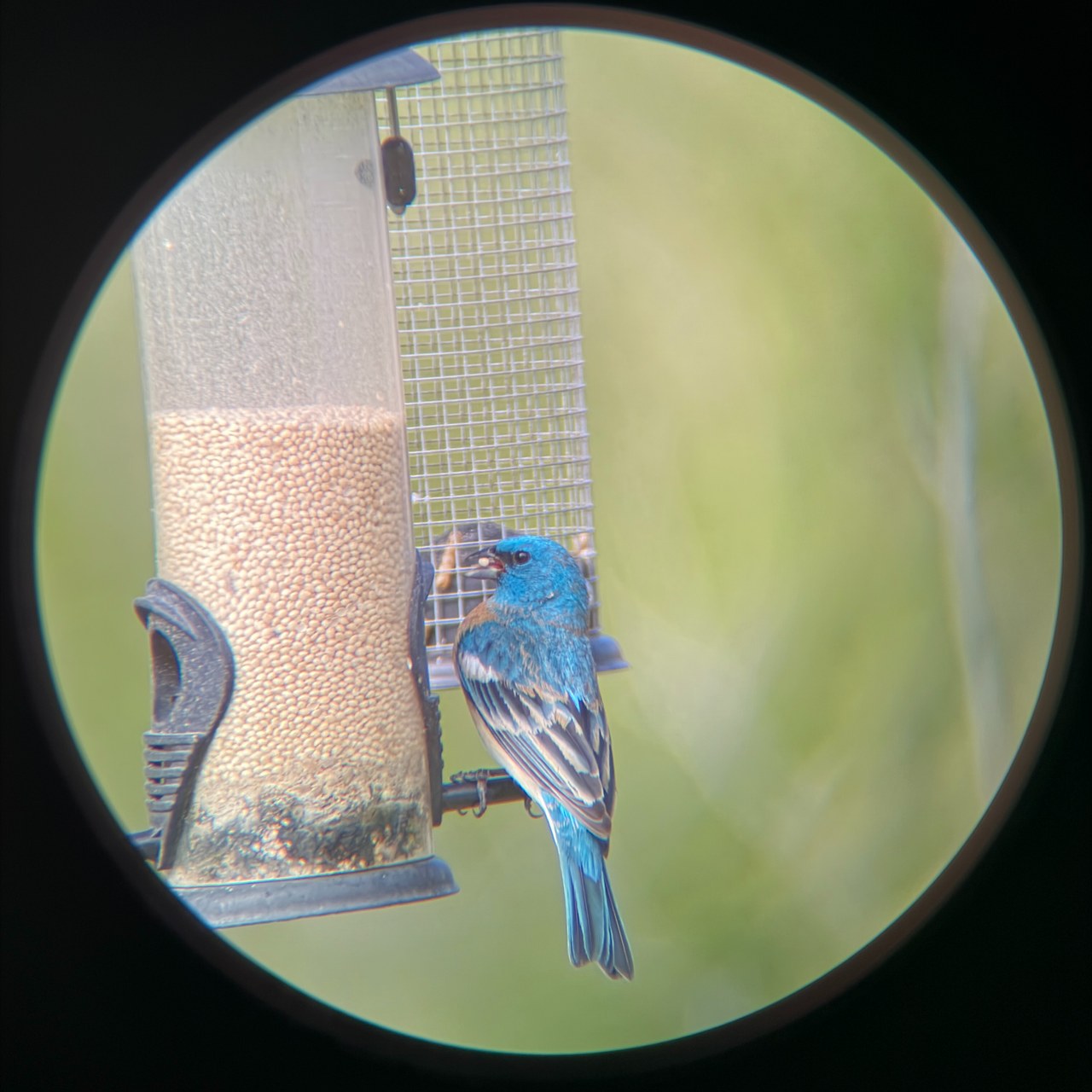 First successful phone-through-scope bird photo showing a lazuli bunting at a feeder