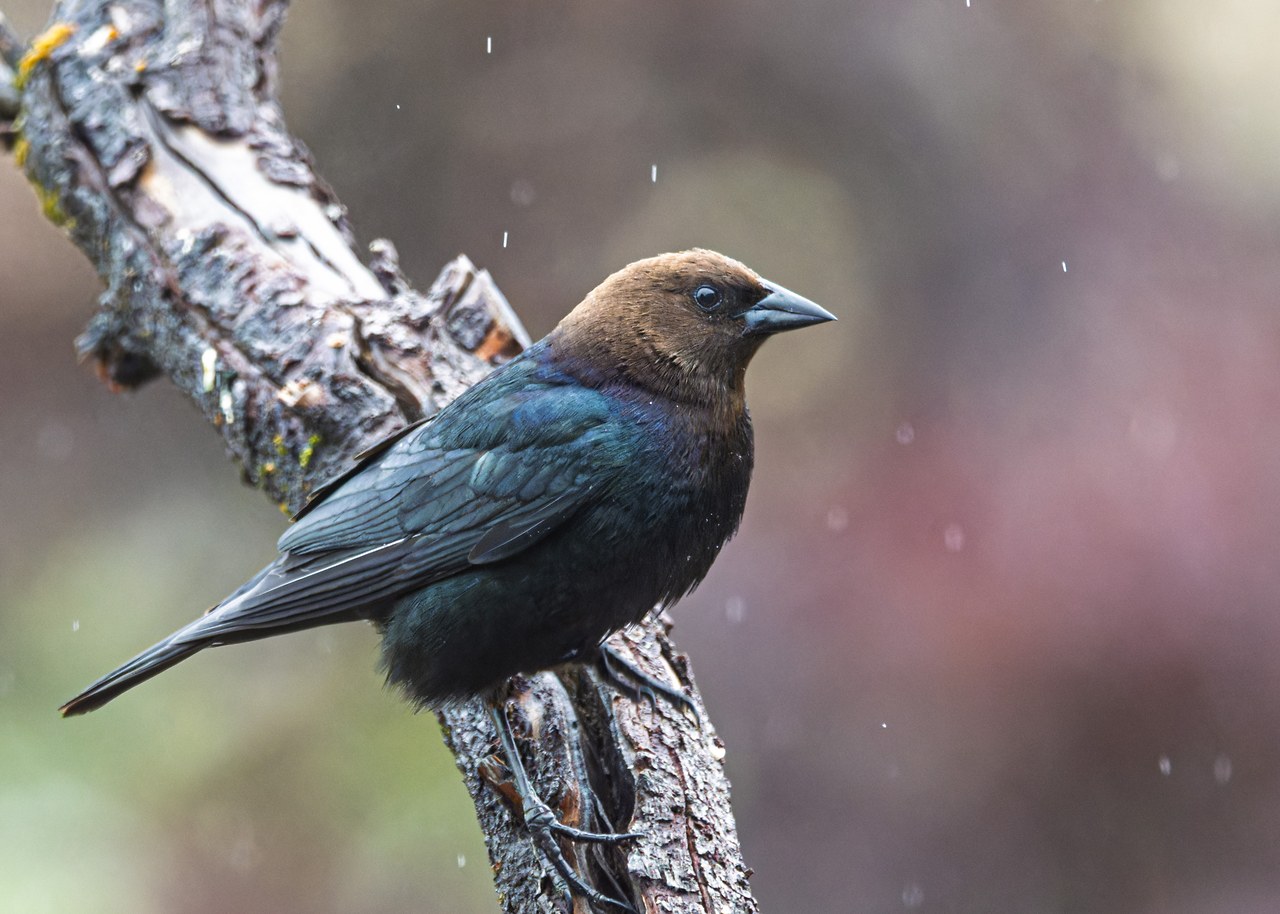 Male Brown-headed Cowbird perched on a weathered branch during light rain.