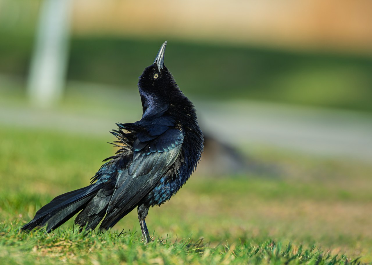 Male Great-tailed Grackle standing on grass with its bill raised and long tail visible.