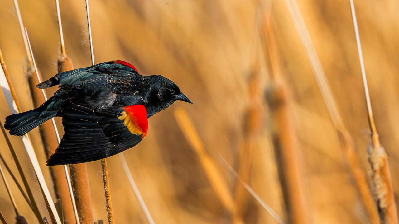 Male Red-winged Blackbird flying through golden cattails with its red and yellow shoulder patches visible.