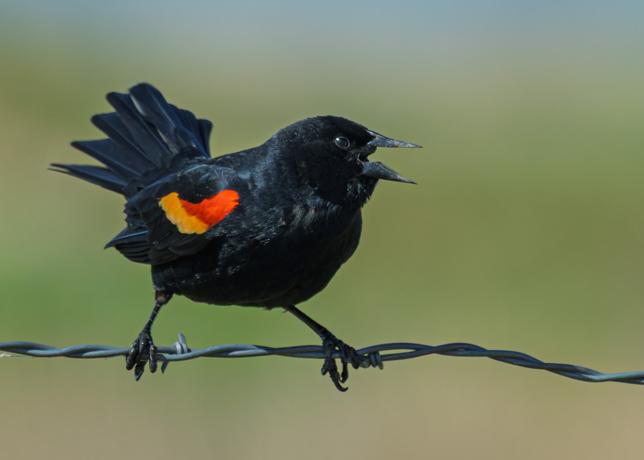 Male Red-winged Blackbird singing from a barbed-wire fence with its bright shoulder patch visible.