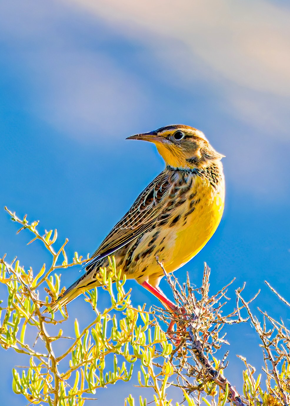 Western Meadowlark perched on desert vegetation with its yellow chest and patterned back visible.