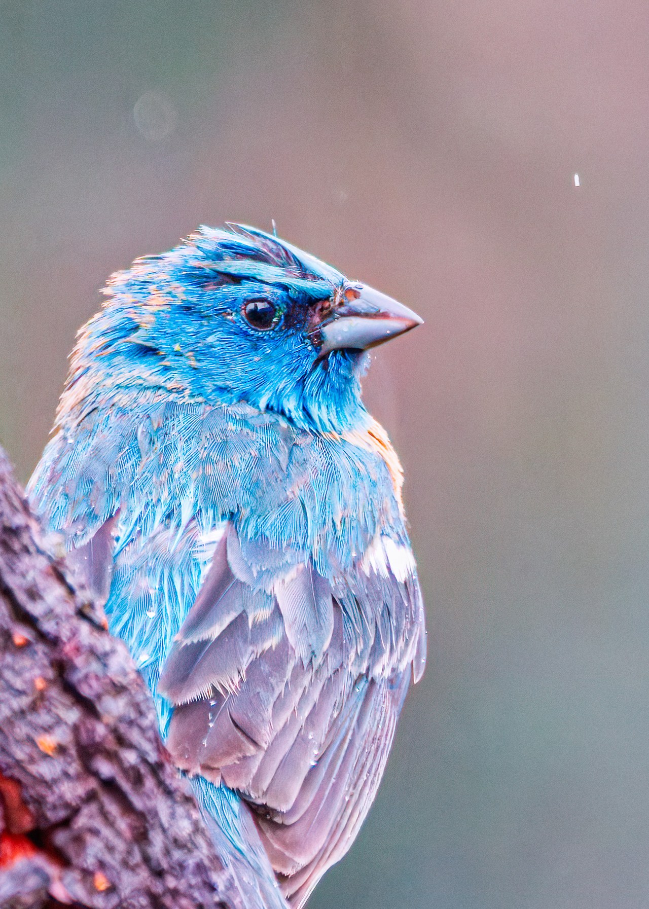 Bright blue Lazuli Bunting perched on a branch with minimal orange tones.