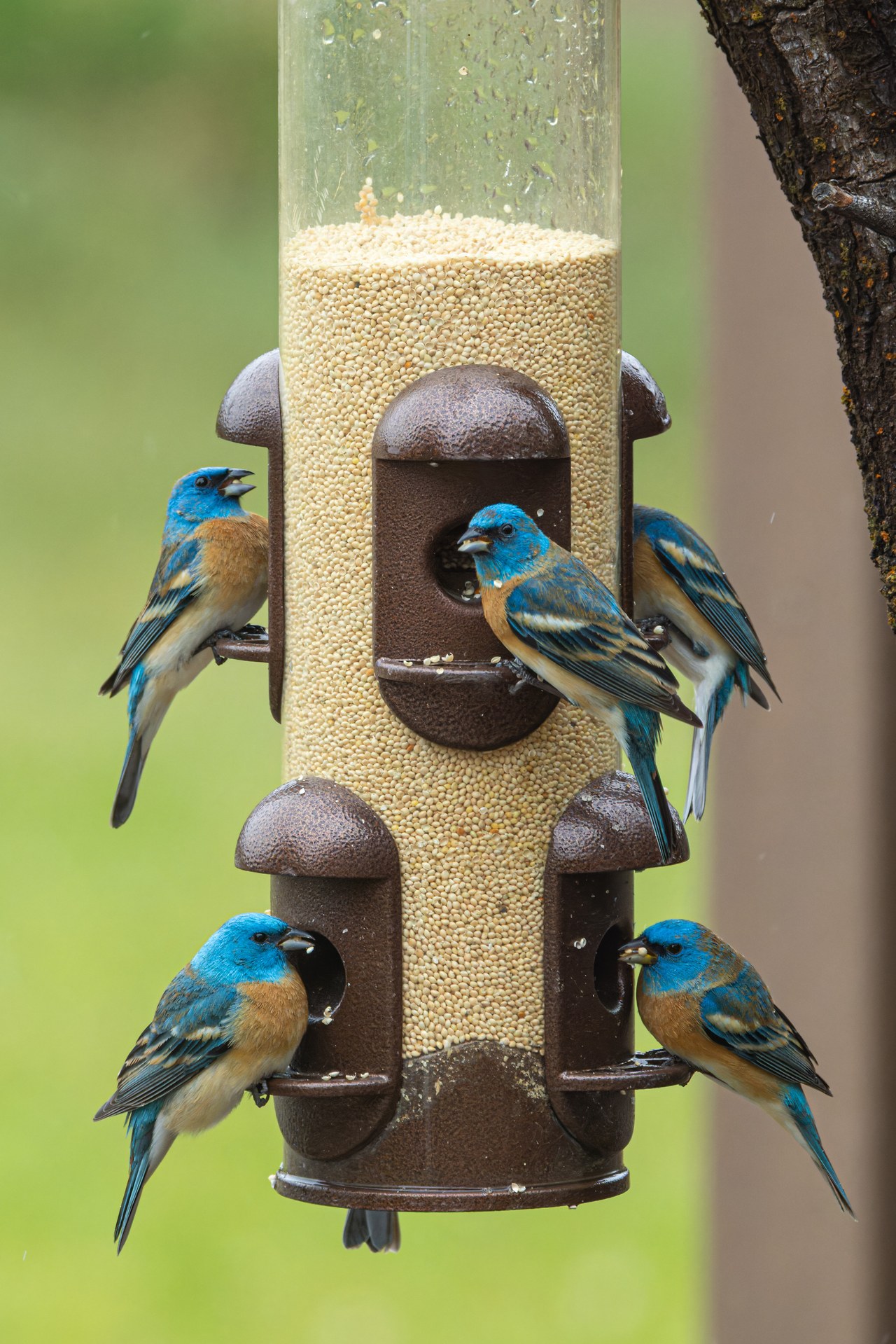 Multiple Lazuli Buntings feeding at a backyard feeder.