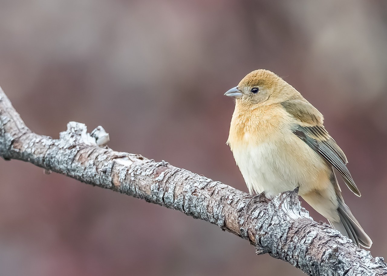 Female Lazuli Bunting perched on a branch with soft brown tones.