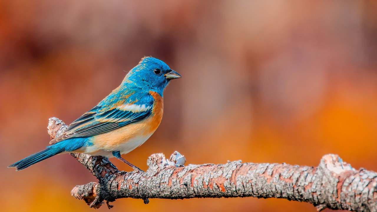 Lazuli Buntings perched on a branch with soft orange background.