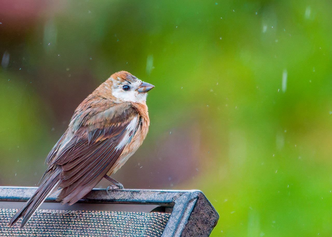 Leucistic Lazuli Bunting perched on the edge of the deck during light rain.