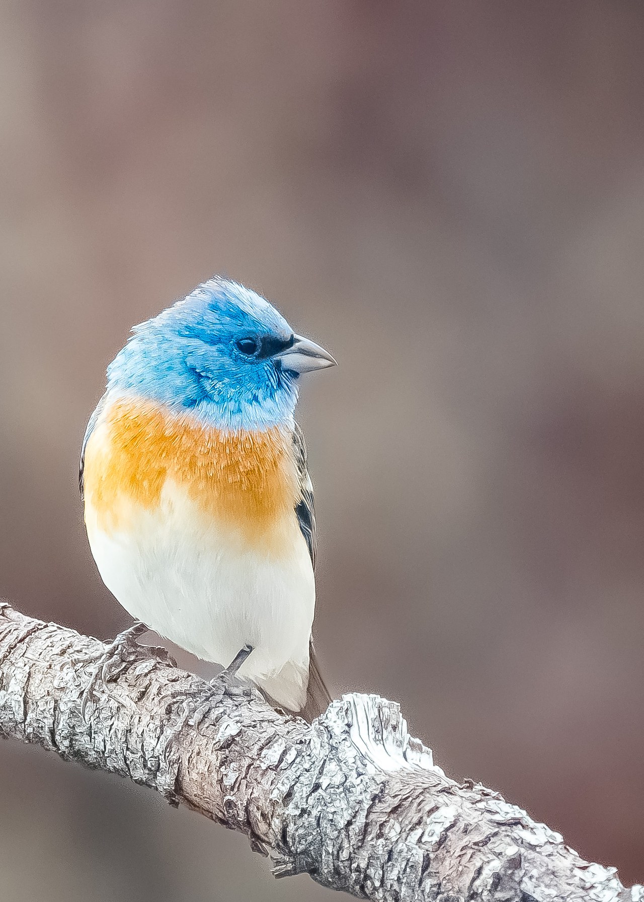 Male Lazuli Bunting perched on a branch showing bright blue head and orange chest.
