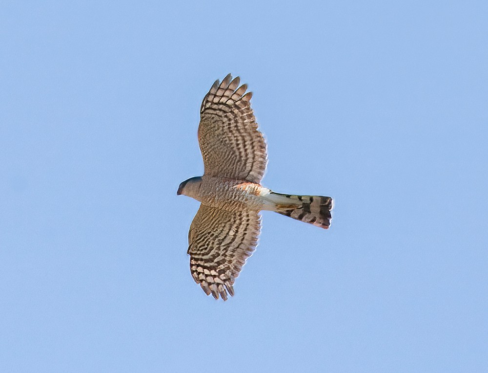 Cooper’s Hawk with a long tail that was mistakenly identified as a Broad-winged Hawk in the first edition of FeatherQuest.