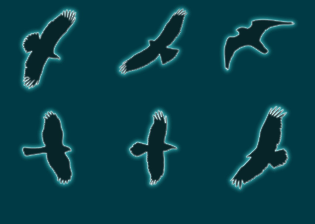 Six unlabeled silhouettes of Utah birds of prey in flight, including a Buteo, accipiter, raven, falcon, eagle, and Turkey Vulture.