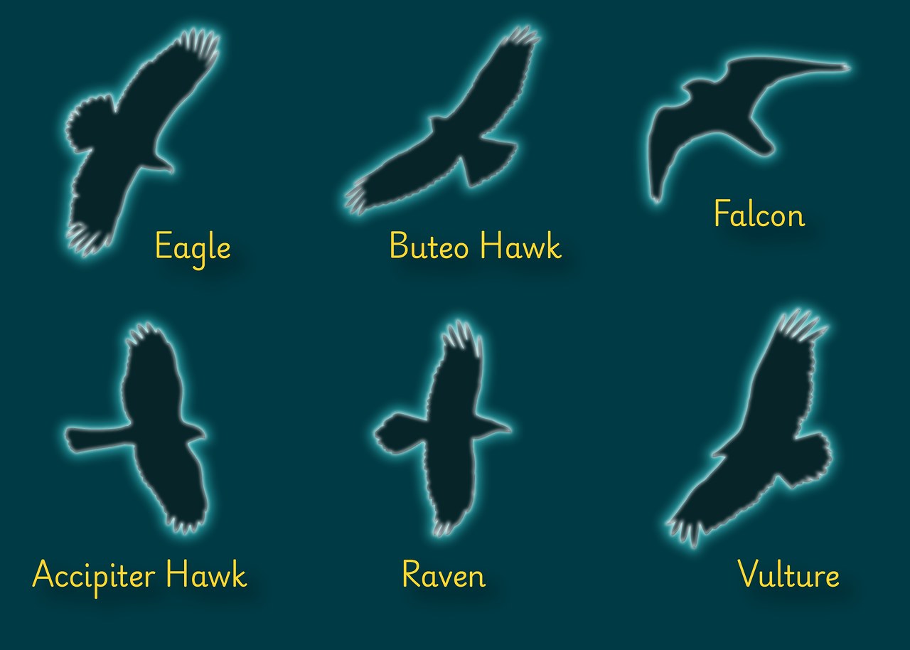 The same six Utah bird of prey silhouettes labeled Buteo, accipiter, raven, falcon, eagle, and Turkey Vulture, with their identifying shape clues.
