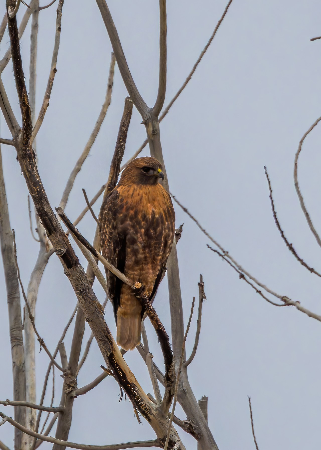 Dark morph Red-tailed Hawk perched among bare branches, showing rich dark brown and rufous plumage.