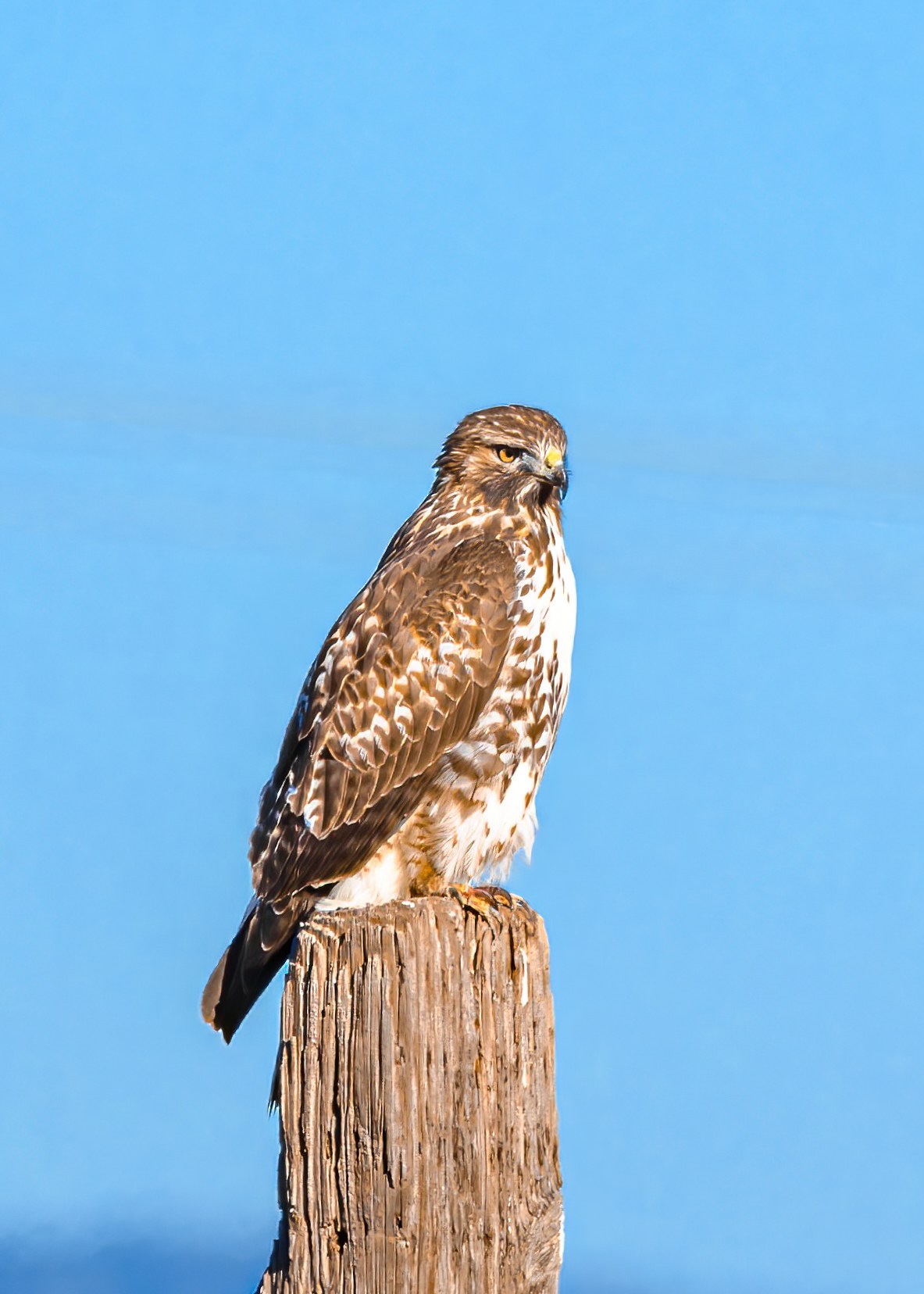 Red-tailed Hawk perched on a wooden post and looking toward the camera against a blue sky.