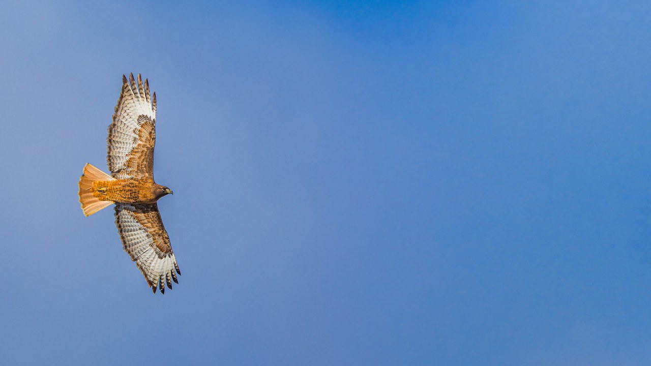 Red-tailed Hawk soaring overhead with broad wings spread against a blue sky.