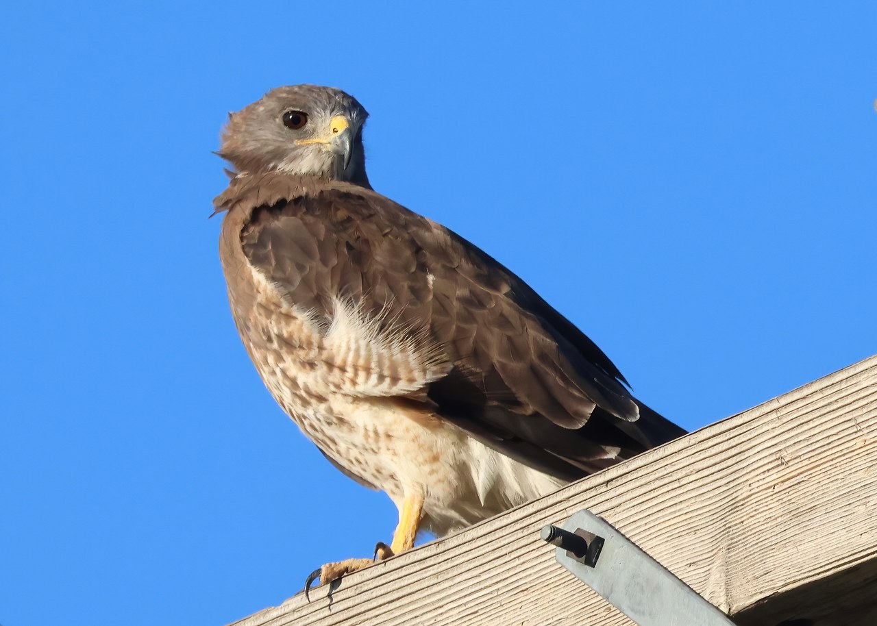 Swainson’s Hawk perched against a blue sky, showing its compact bill and brown-and-white plumage.