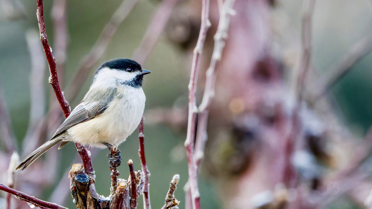 Black-capped Chickadee at eye level among apple tree winter branches